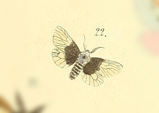 Acanthopsyche basinigra