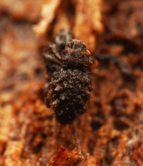 Roptoperus