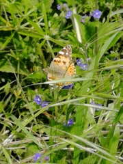 Vanessa cardui