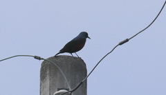 Monticola solitarius