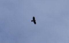 Corvus macrorhynchos