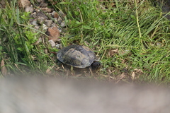 Trachemys scripta