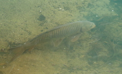 Cyprinus carpio