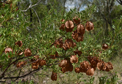 Dodonaea physocarpa