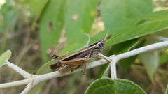 Acrididae