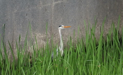Ardea cinerea