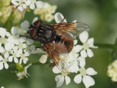 Phasia subcoleoptrata