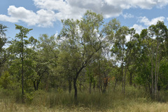 Grevillea parallela