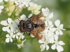 Phasia subcoleoptrata