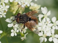 Phasia subcoleoptrata