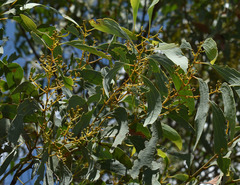 Acacia platycarpa