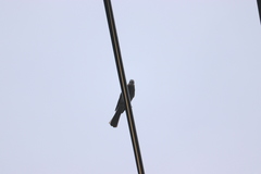 Hypsipetes amaurotis