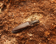 Elatichrosis exarata