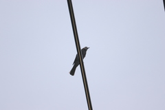 Hypsipetes amaurotis