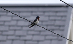 Hirundo rustica