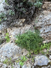 Anthemis chia