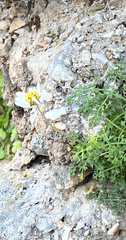 Anthemis chia