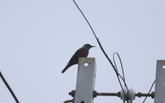 Monticola solitarius