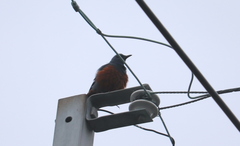 Monticola solitarius