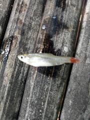 Rasbora borapetensis