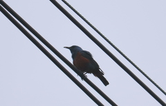 Monticola solitarius