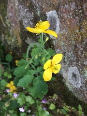 Chelidonium majus