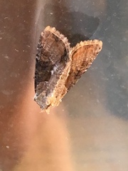 Lateroligia ophiogramma