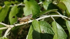 Acrididae