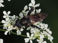 Chalcosyrphus piger