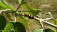 Rubellia nigrosignata