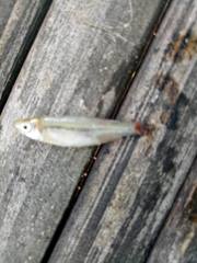 Rasbora borapetensis