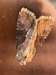 Lateroligia ophiogramma