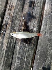 Rasbora borapetensis