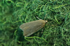 Acompsia cinerella