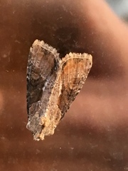 Lateroligia ophiogramma