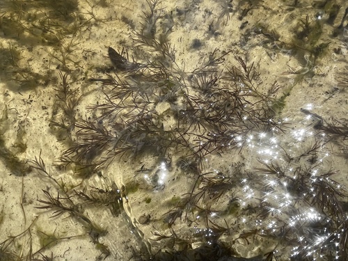 Najas guadalupensis image