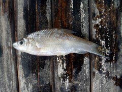 Cyclocheilichthys lagleri