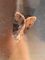 Lateroligia ophiogramma