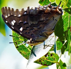 Charaxes guderiana