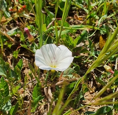Convolvulus arvensis