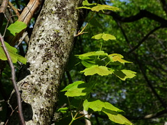 Acer opalus obtusatum
