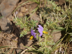 Solanum virginianum