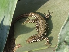 Podarcis muralis