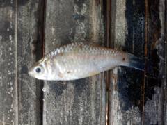 Cyclocheilichthys lagleri