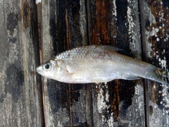 Cyclocheilichthys lagleri