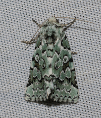 Bryolymnia viridata