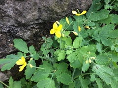 Chelidonium majus