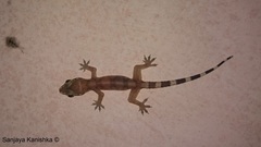 Hemidactylus depressus