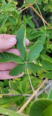 Vitex patula