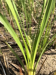 Sparganium erectum neglectum